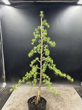 Japanese larch bonsai for sale  BROUGH