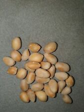 Used, Zamia Vazquezii, 10 Fresh Harvested Seeds for sale  Shipping to South Africa