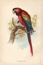 Antique color print for sale  Brooklyn