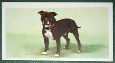 Cartão ilustrado vintage 1957 Staffordshire Bull Terrier VC28 comprar usado  Enviando para Brazil