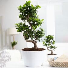 Ficus ginseng bonsai for sale  UK