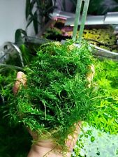 25g java moss for sale  HOLMFIRTH