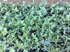 Pre order eucalyptus for sale  Gastonia