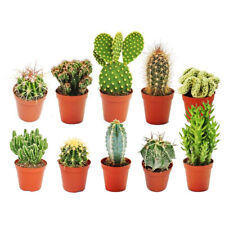 Different mixed cactus for sale  UK