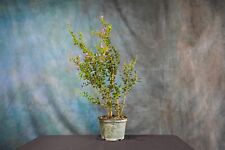 flowering bonsai for sale  North Fort Myers