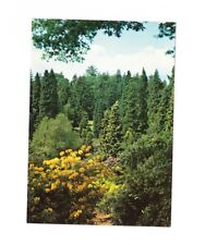 Postcard bedgebury national for sale  STOKE-ON-TRENT