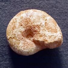 Salfeldiella colcanapi fossile usato  Italia
