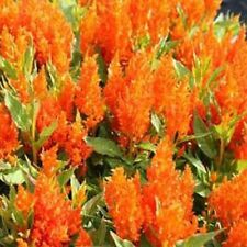 Celosia - Brillosa - Naranja - 25 Semillas - BOGO 50% de descuento VENTA, usado segunda mano  Embacar hacia Argentina