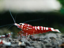 Red pinto shrimp for sale  GLASGOW