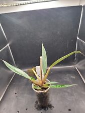 philodendron for sale  Hesperia