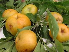Suebelle sapote tropical for sale  Norwalk
