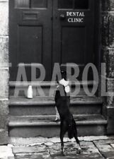 Foto vintage Cani, 1955, Cane fuori dalla clinica dentistica, Stampa 21 x 15cm segunda mano  Embacar hacia Argentina