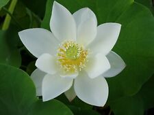 Lotus white crane for sale  WEMBLEY