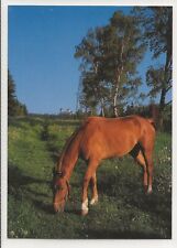 Horse postcard grazing for sale  ALTON