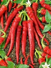 Longo Vermelho Sementes De Pimenta Cayenne quente não OGM Muito Saudável Sabor Grande nutritivo Yum! comprar usado  Enviando para Brazil
