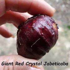 Usado, ~Cristal Vermelho Gigante~ Jaboticaba Plinia Phitrantha Árvore Frutífera Planta Pequena comprar usado  Enviando para Brazil