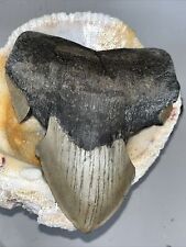 Megalodon shark tooth for sale  Wilmington