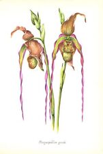 LADY SLIPPER GRANDE ORCHID HYBRID ~ 1958 Botanical Floral Greenhouse Art Print for sale  Shipping to South Africa