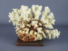 Corallo bianco cespuglio usato  Inverigo