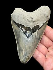 megalodon tooth for sale  BROADSTAIRS