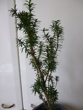 Magnifique bonsai commun d'occasion  Urbès