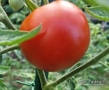 Tomate san pedro gebraucht kaufen  Mettenheim