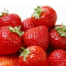 Large strawberry seeds for sale  WARRINGTON