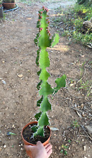 Euphorbia grandicornis pianta usato  Menfi