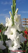 Gladiolen gladiolenzwiebeln wh gebraucht kaufen  Erfurt