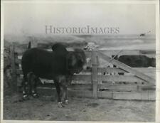 1949 press photo for sale  Memphis