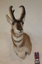 Antelope pronghorn head for sale  Brandon