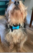 Bark collar dogs for sale  UK