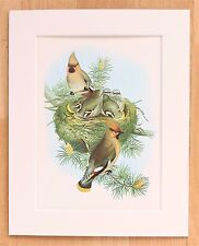 Waxwing mounted vintage for sale  NORWICH