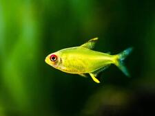 Lemon tetra tropical for sale  BIRMINGHAM