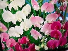 Everlasting sweet pea for sale  STANFORD-LE-HOPE