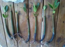 Red mangrove plants for sale  Hialeah