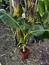 Musa nana Iholena pianta di banana bianca banana usato  Spedire a Italy