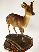 african taxidermy for sale  Fort Lauderdale