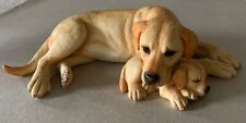 Dog golden labrador for sale  DERBY