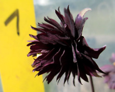 Akelei schwarzrote blüte gebraucht kaufen  Bad Ems