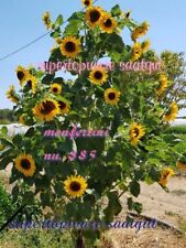 Sonnenblumen mehrköpfig einer gebraucht kaufen  Radolfzell