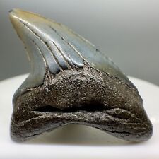 Rare 1.49 fossil for sale  Fernandina Beach