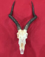 Impala skull horns for sale  Olyphant