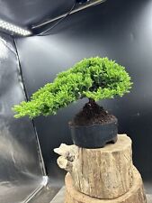 Juniper bonsai tree for sale  BROUGH