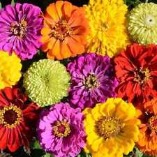 Zinnias confetti mixed for sale  Sevierville