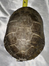 Vintage turtle tortoise for sale  Howell