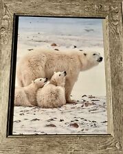 framed picture polar bear for sale  New Bern