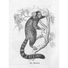 Marmoset Monkey - Antique Print 1856 for sale  Shipping to South Africa