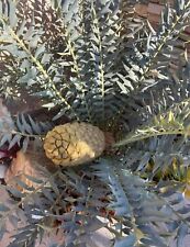 5 Encephalartos Horridus Seeds - Cycad - Aroid Variegated - Plant Gift - for sale  Shipping to South Africa