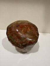 Polished petrified wood for sale  Green Valley